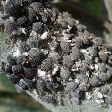 Colonia de cochinillas (Cochineal bugs)