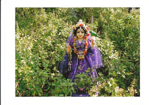 Tulasi Devi - instructions by Srila Prabhupada on how to worship Her